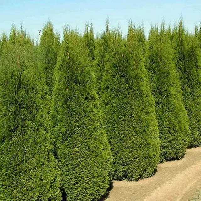 Zeravec Thuja orientalis Platycladus orientalis stálezelený jehličnatý strom Snadné pěstování venku 50 ks semínek