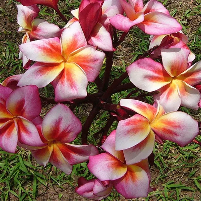 Seeds of ornamental outdoor flowers Plumeria - various species