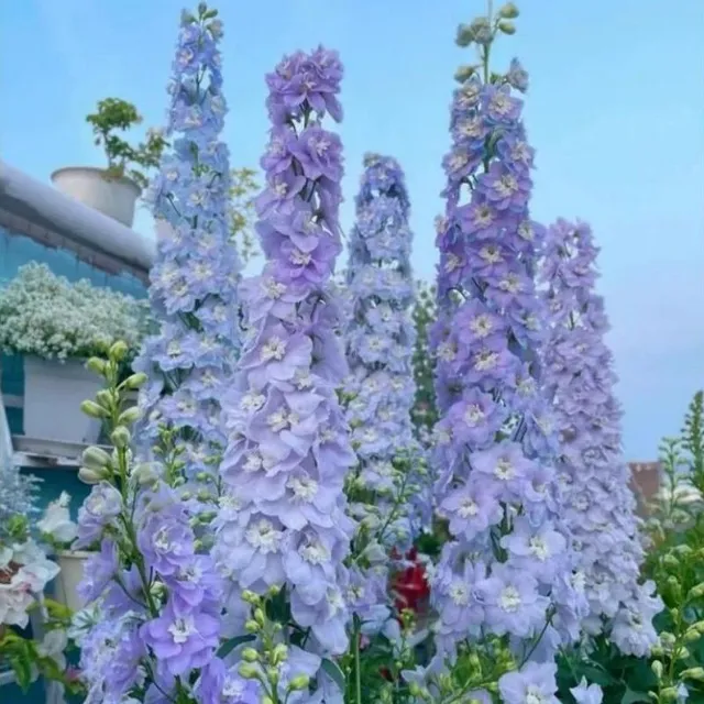 Seminte de flori inalte pentru gradina de diverse culori - Delphinium grandiflorum