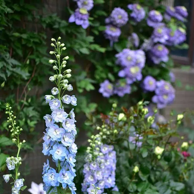 Seminte de flori inalte pentru gradina de diverse culori - Delphinium grandiflorum