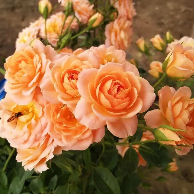 Seeds of beautiful colourful rose - different species