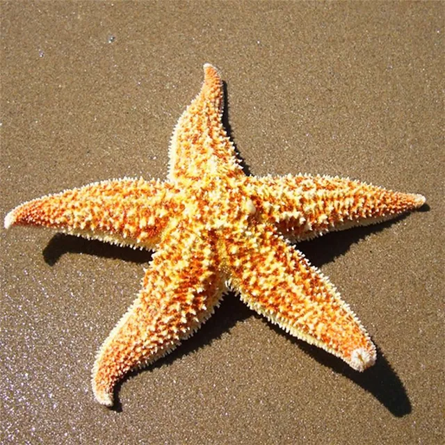 Prírodné morská hviezdica 2 k