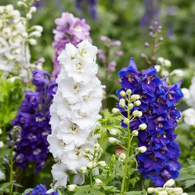 Seminte de flori inalte pentru gradina de diverse culori - Delphinium grandiflorum