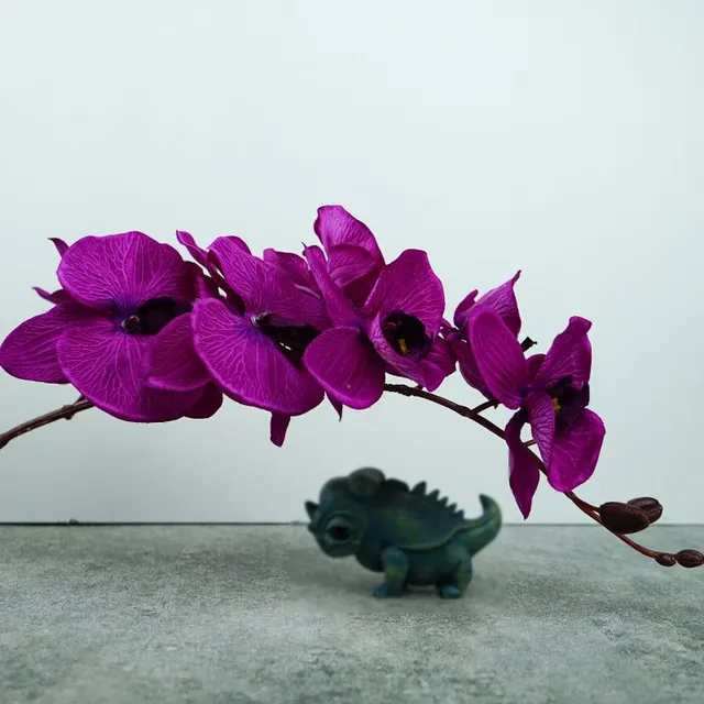 Krásné barvité orchideje