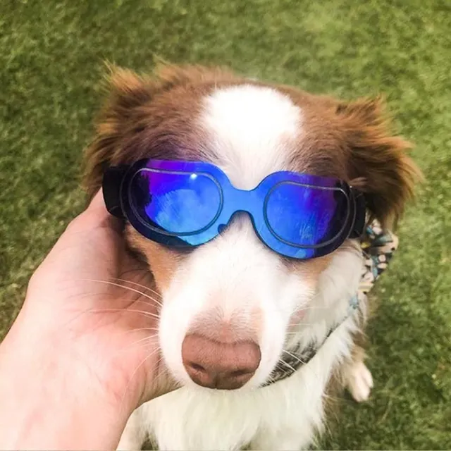 Customizable sunglasses for dog Cheryl