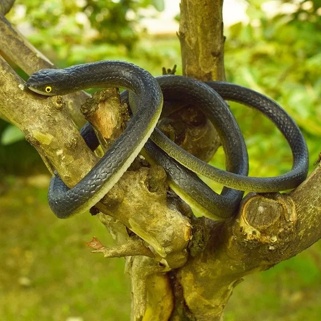 Rubber snake toy