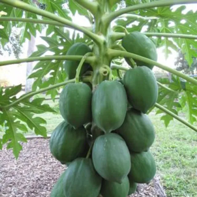 Original classic papaya seeds for gardeners 20pcs Maisie