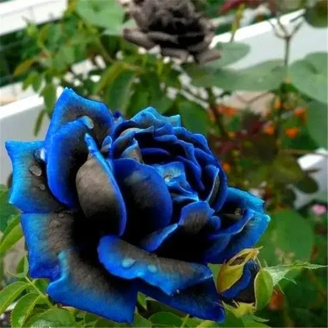 Multiflorous colour rose seeds - Kordes