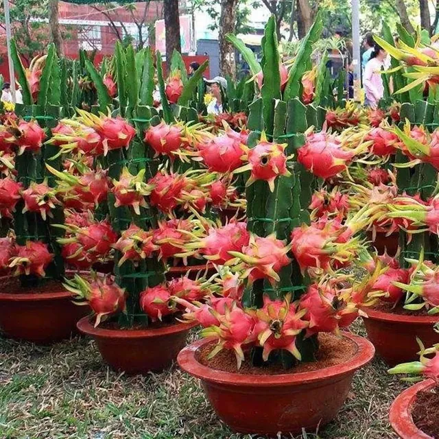 Seeds of exotic fruit - Pitaya or Kiwi colour varieties