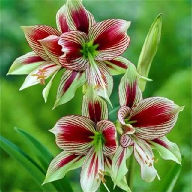 Krásné cibulky jihoafrické květiny Amarylka - Amaryllis