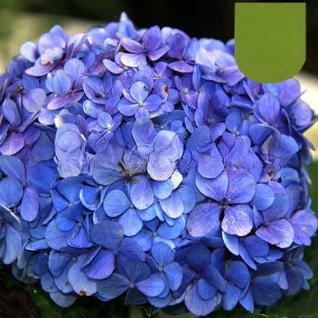 Nasiona popularnych kwiatów zewnętrznych Hydrangea dużych liści