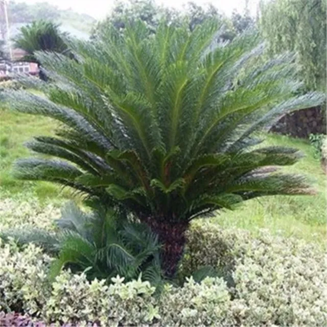 Ornamental palm seeds Chamaerops Excelsa