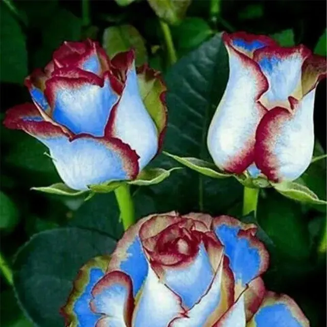 Semena barevných růží mnohokvěté - Kordes