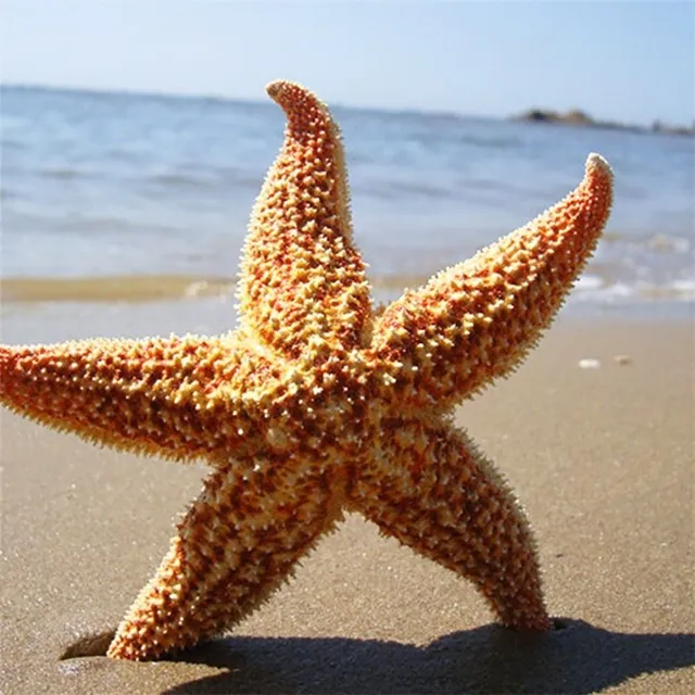 Natural Starfish 2 k