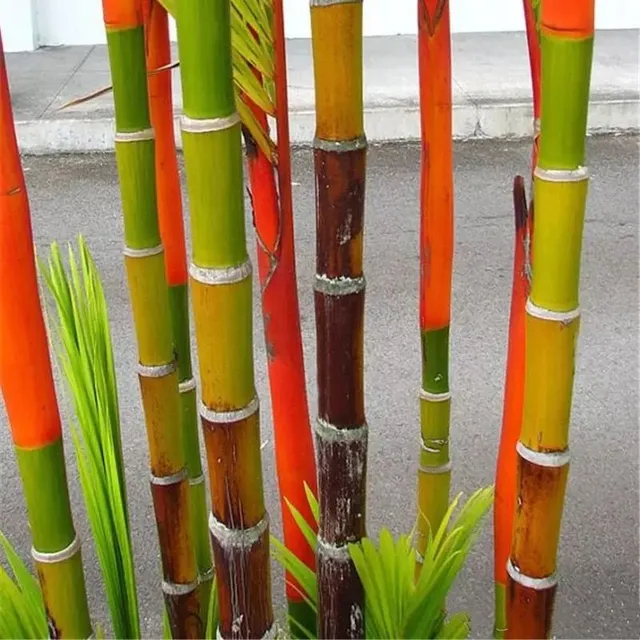 Bamboo seeds of Phyllostachys Pubescens variety - different colors