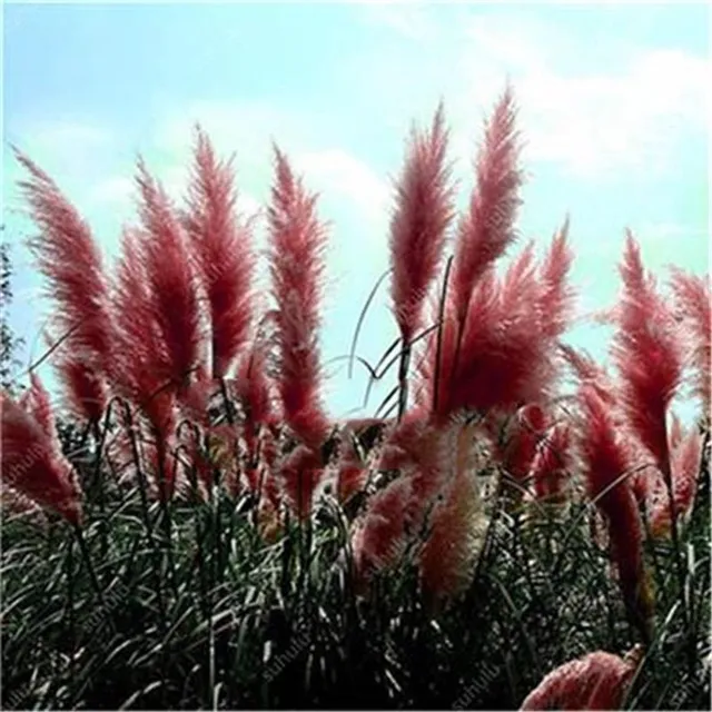 Seeds of colorful Cortaderia selloana - Pamp grass
