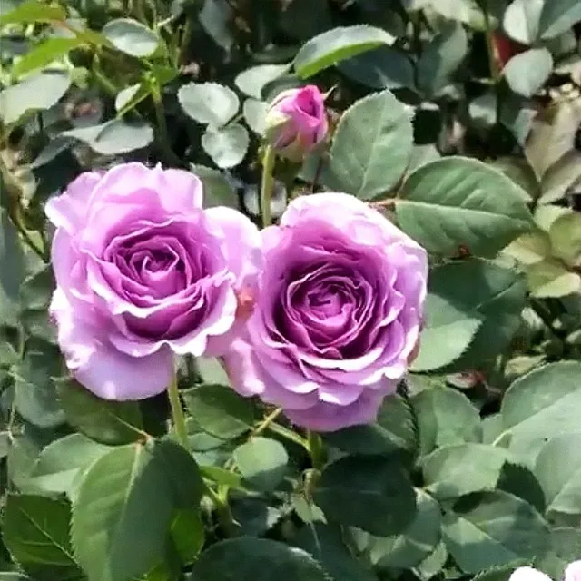 Seeds of beautiful colourful rose - different species