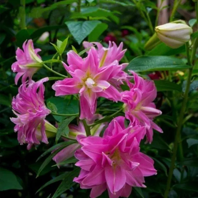 Seeds of ornamental flowers suitable for gardening - various colours Lilies