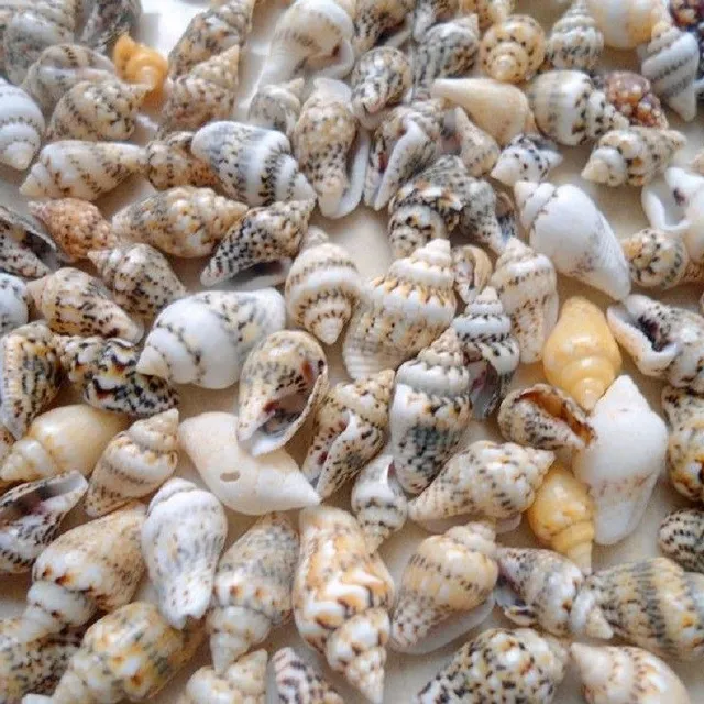 Sea shell 50 pcs