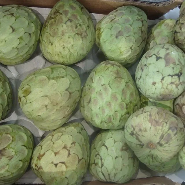 Cherimoya Annona cherimola Finom gyümölcs Könnyű termesztés üvegházban 10 db mag