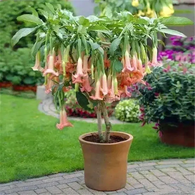 Seminte frumoase de plante de exterior Trompete îngerești - Brugmansia suaveolens