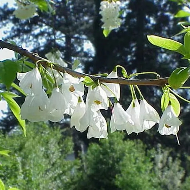 Halezia Carolina Halesia Carolina małe drzewo liściaste Łatwy do uprawy na