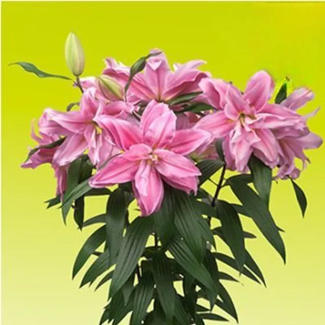 Seeds of ornamental flowers suitable for gardening - various colours Lilies