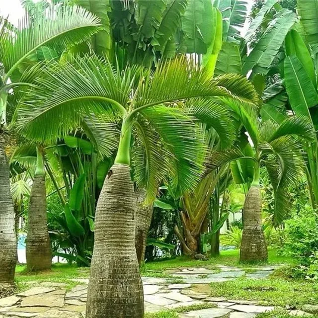 Szentjánoskenyérmagok Chamaerops Excelsa