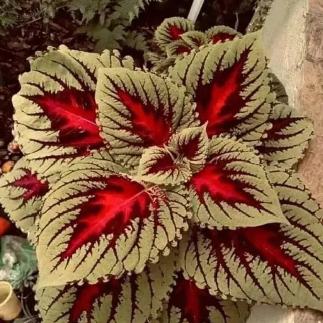 Coleus African Nettle Seeds Coleus various colours seeds 20 pcs easy to grow