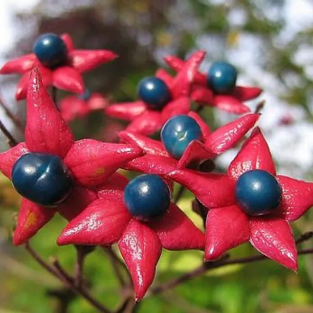 Blahokeř trojmý Clerodendrum trichotomum Blahokeř pozdní listnatý keř Snadné pěstování venku 10 ks semínek