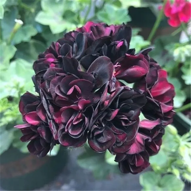 Seeds of beautiful and colorful Pelargonie large-flowered