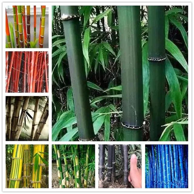 Nasiona bambusa odmiany Phyllostachys Pubescens - różne kolor