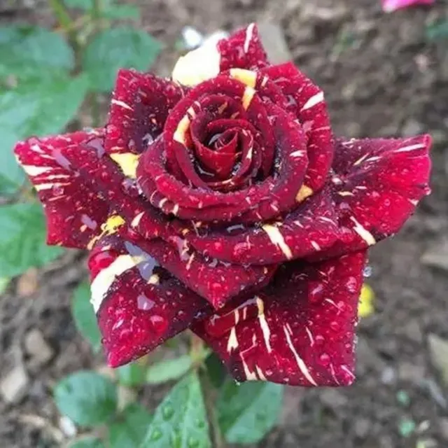 Multiflorous colour rose seeds - Kordes