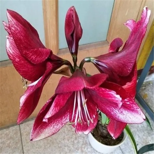 Seeds of colourful flowers Amaryllis - different species