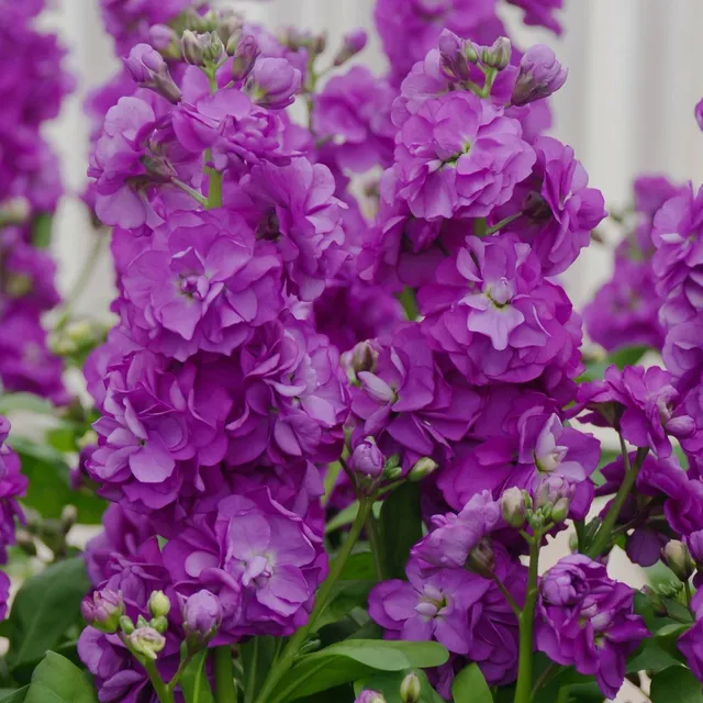 Favourite flower seeds Fiala Grey - Matthiola incana