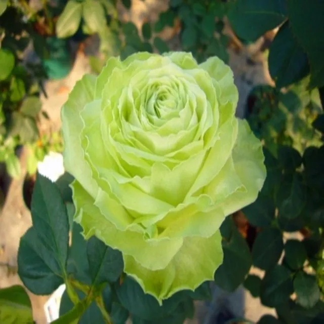 Nasiona kolorowych róż wielokwiatowych - Kordes