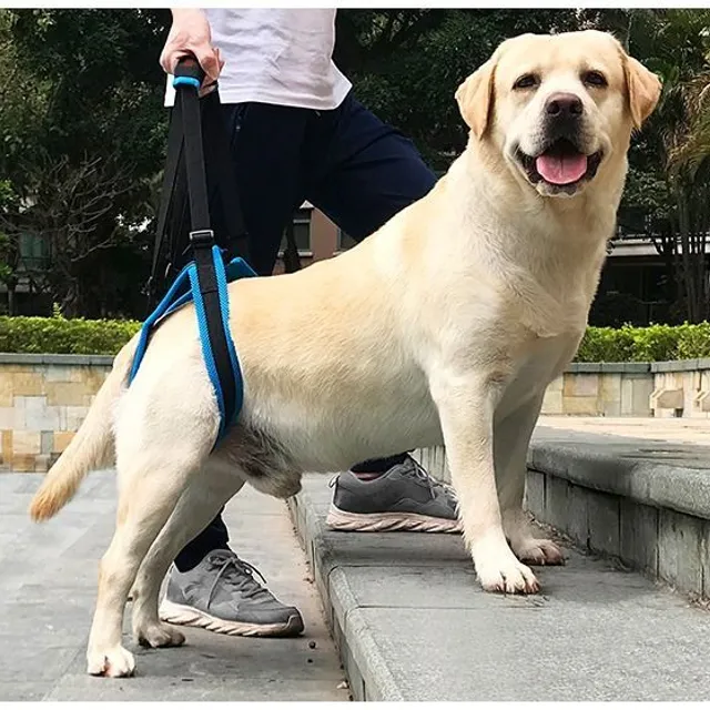 Auxiliary lifting harness for old and injured dogs