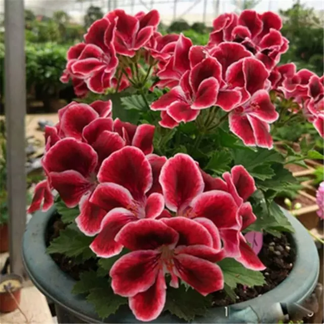 Seeds of beautiful and colorful Pelargonie large-flowered