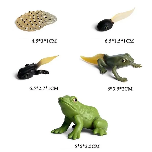 Figure life cycle of frog 5 pcs