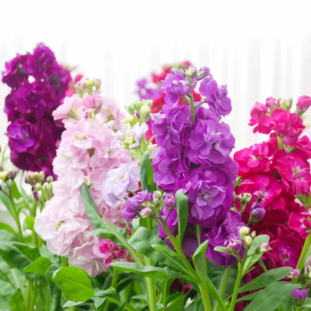 Favourite flower seeds Fiala Grey - Matthiola incana