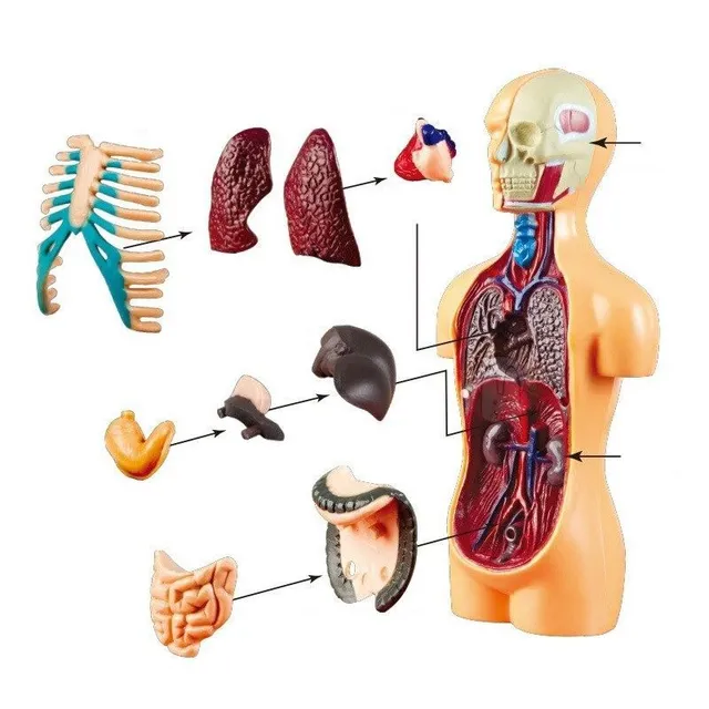 3D-Lernset in Form des menschlichen Körpers zum Erlernen der Anatomie Tsuneo