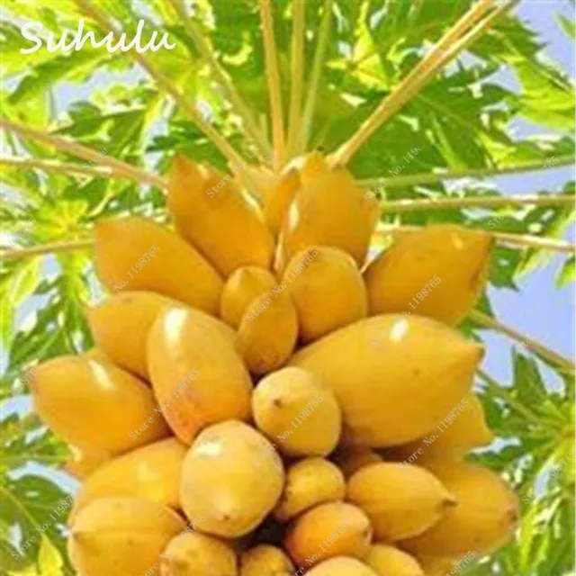 Original classic papaya seeds for gardeners 20pcs Maisie