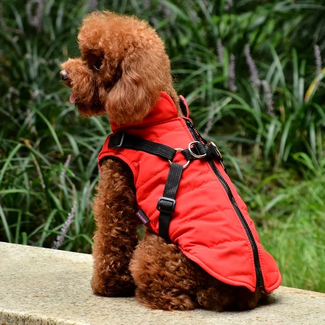 Warm, padded dog outfit with integrated harness for small and medium dogs