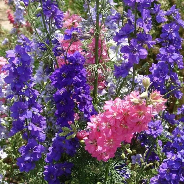 Seminte de flori inalte pentru gradina de diverse culori - Delphinium grandiflorum