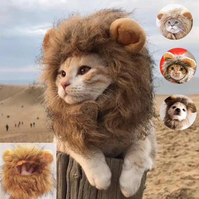 Aranyos oroszlán sörény macskáknak