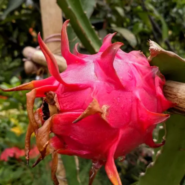 Pitahaya rouge Hylocereus undatus Cactus grimpant fruit du dragon Facile à cultiver en extérieur 100 graines