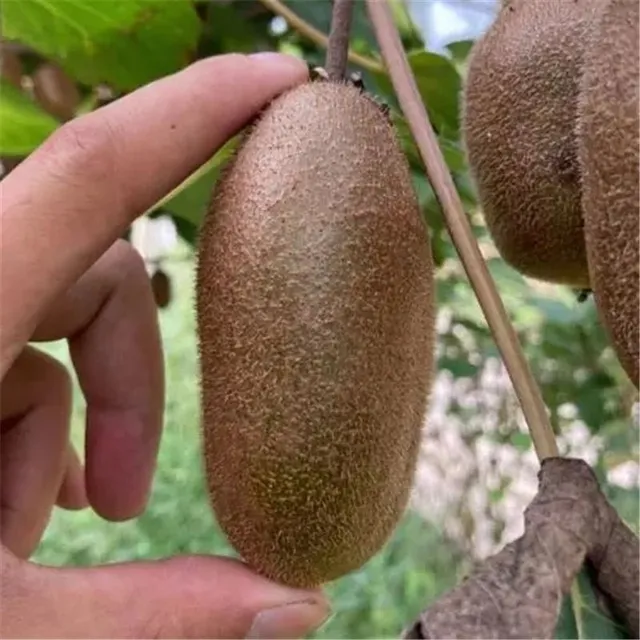 Seeds of exotic fruit - Pitaya or Kiwi colour varieties