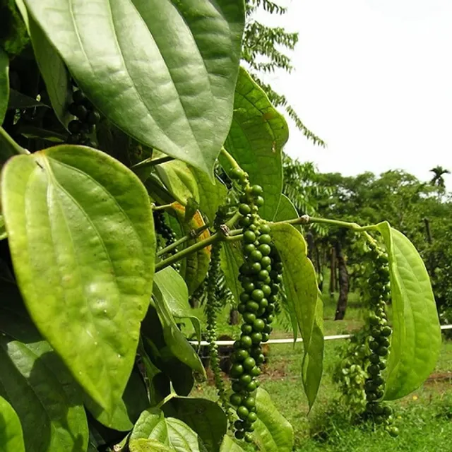 Black pepper tree Piper nigrum, easy to grow outdoors, 20 seeds in beds