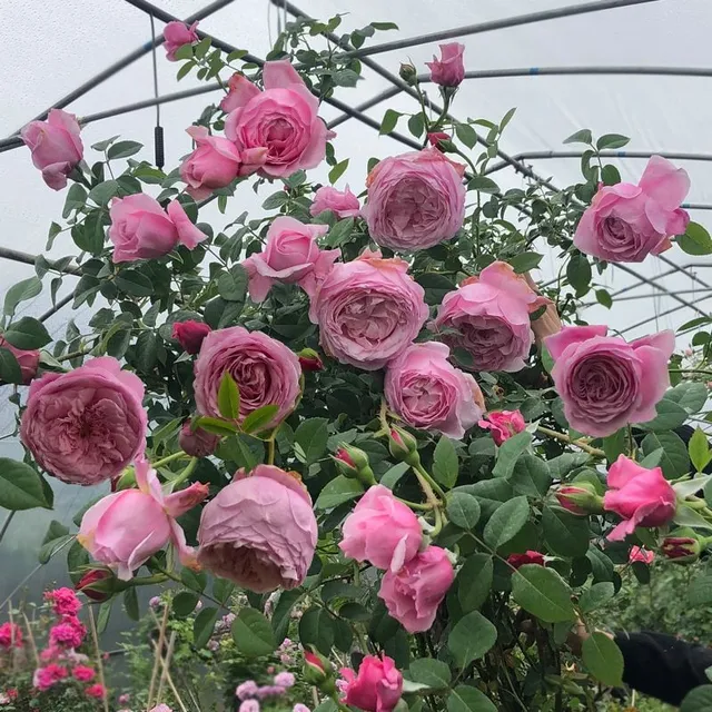 Seeds of beautiful colourful rose - different species