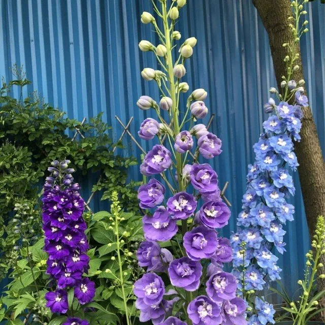 Graines de fleurs d'extérieur hautes de différentes couleurs - Delphinium à grandes fleurs